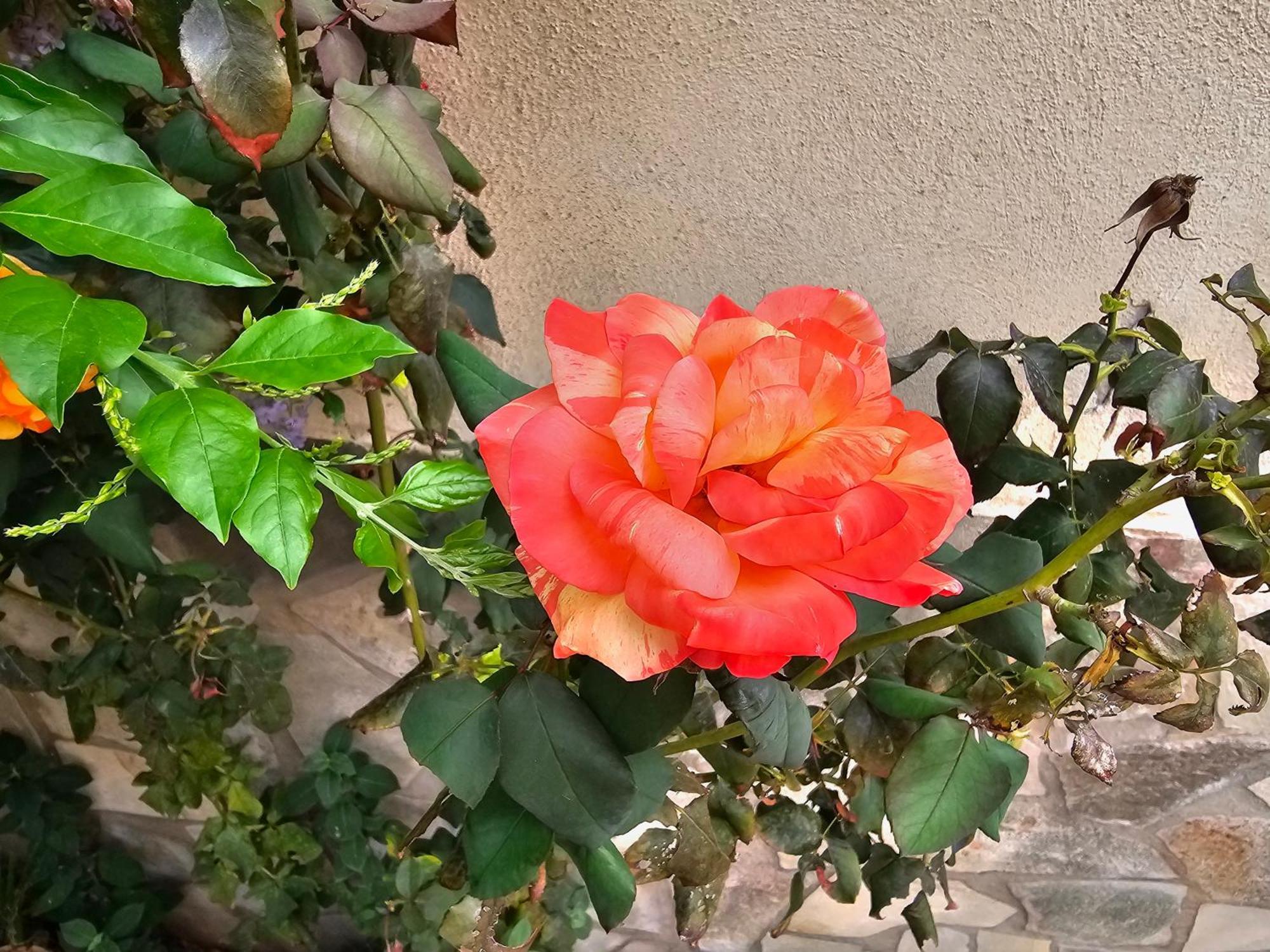 Villa Rosa 팔레르모 외부 사진