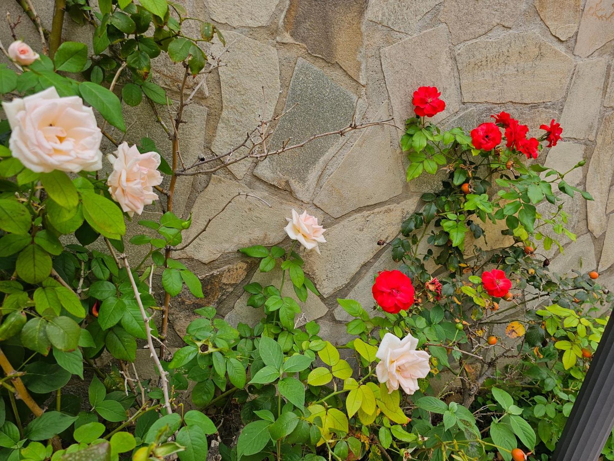 Villa Rosa 팔레르모 외부 사진