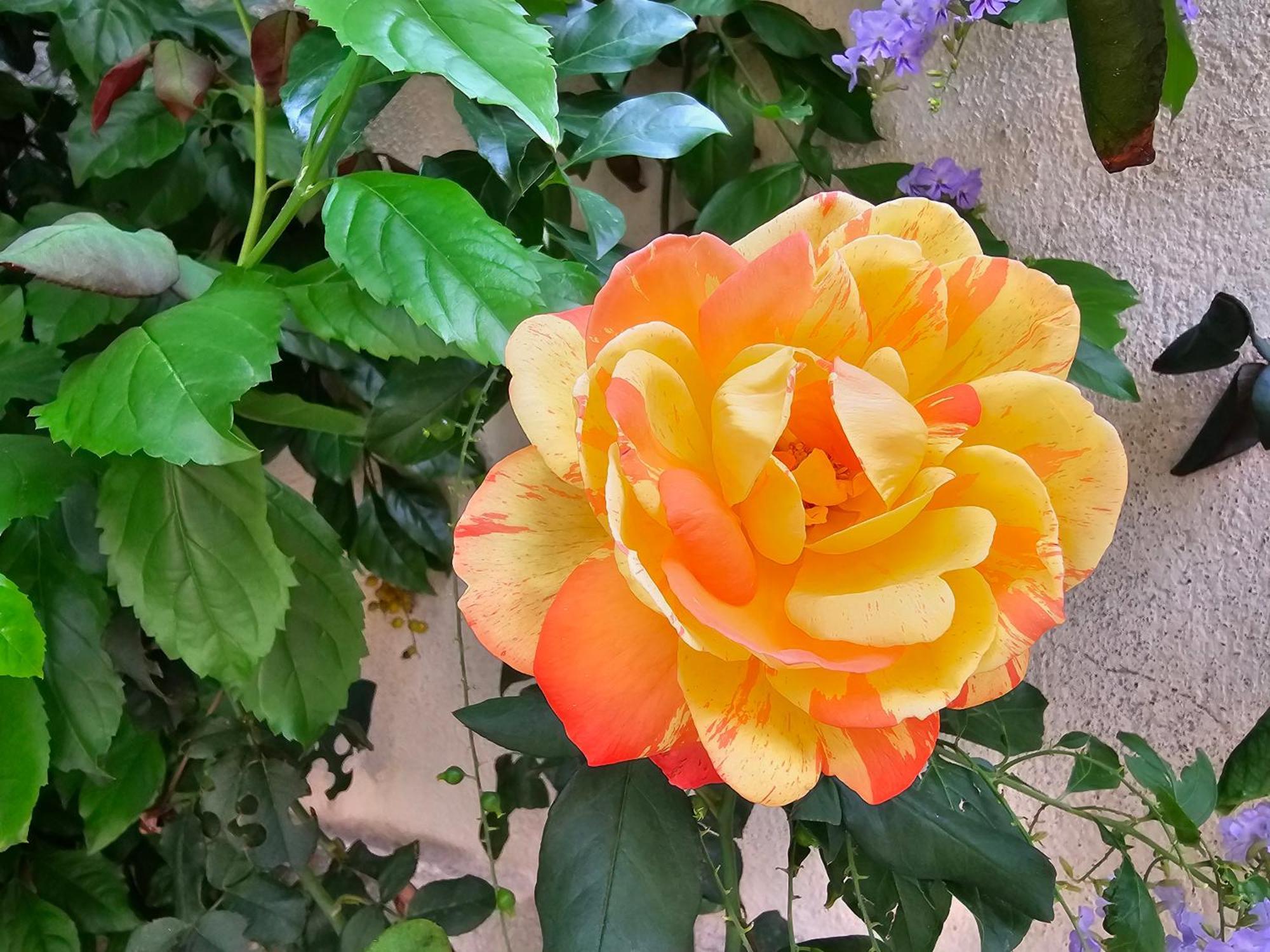 Villa Rosa 팔레르모 외부 사진